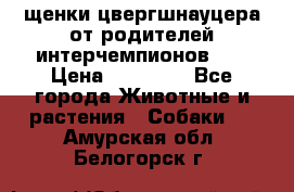 щенки цвергшнауцера от родителей интерчемпионов,   › Цена ­ 35 000 - Все города Животные и растения » Собаки   . Амурская обл.,Белогорск г.